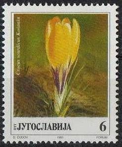 Crocus scardicius