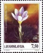 Crocus  rujanensis