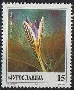 Crocus adamii