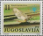 Tisza Mayfly (Palingenia longicauda)