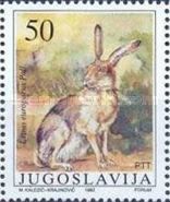 European Hare (Lepus europaeus)
