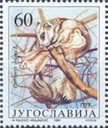 Sibirian Flying Squirrel (Pteromys volans)