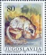 Eurasian Forest Dormouse (Dryomys nitedula)