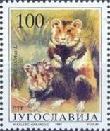 European Hamster (Cricetus cricetus)