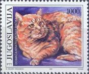 European Shorthair (Felis silvestris catus)