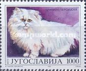Cream Persian (Felis silvestris catus)