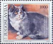 British Blue and White Shorthair (Felis silvestris catus)