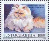 Red Persian (Felis silvestris catus)