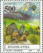 Western Capercaillie (Tetrao urogallus)