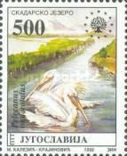 Rosy Pelican (Pelecanus onocrotalus)