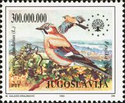 Adriatic Jay (Garrulus glandarius albipectus)