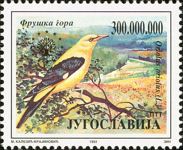 Eurasian Golden Oriole (Oriolus oriolus oriolus)