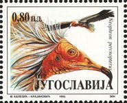 Egyptian Vulture (Neophron percnopterus)