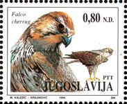 Saker Falcon (Falco cherrug)
