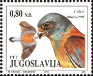 Lesser Kestrel (Falco naumanni)