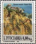 International Mimosa Festival, Herceg-Novi