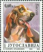Basset Hound (Canis lupus familiaris)