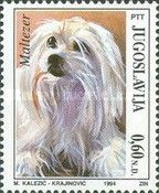 Maltese Dog (Canis lupus familiaris)