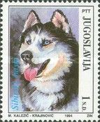 Siberian Husky (Canis lupus familiaris)