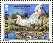 Eurasian Spoonbill (Platalea leucorodia)