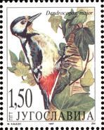 Great Spotted Woodpecker (Dendrocopos major)