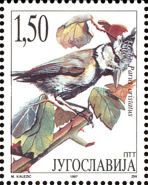 European Crested Tit (Parus cristatus)