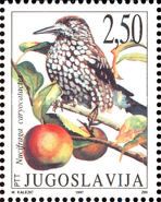 Spotted Nutcracker (Nucifraga caryocatactes)