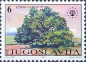 English Oak (Quercus robur)