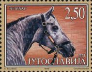 Horse (Equus ferus caballus)