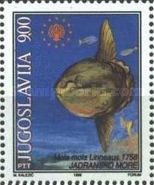 Ocean Sunfish (Mola mola)