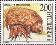 Whooly Pig Mangulica (Sus scrofa domestica)