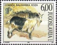 Balkan Goat (Capra aegagrus hircus)
