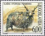 Wallachian Sheep (Ovis strepsiceros)
