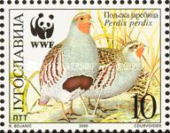 Gray Partridge (Perdix perdix)