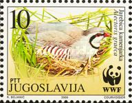 Rock Partridge (Alectoris graeca)