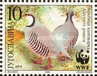 Rock Partridge (Alectoris graeca)
