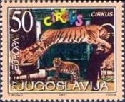 Tiger (Panthera tigris)