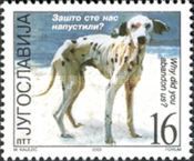 Abandoned Dog (Canis lupus familiaris)