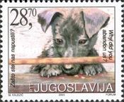 Abandoned Dog (Canis lupus familiaris)