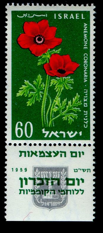 Crown Anemone (Anemone coronaria)