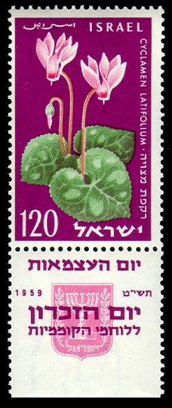 Persian Cyclamen (Cyclamen latifolium)