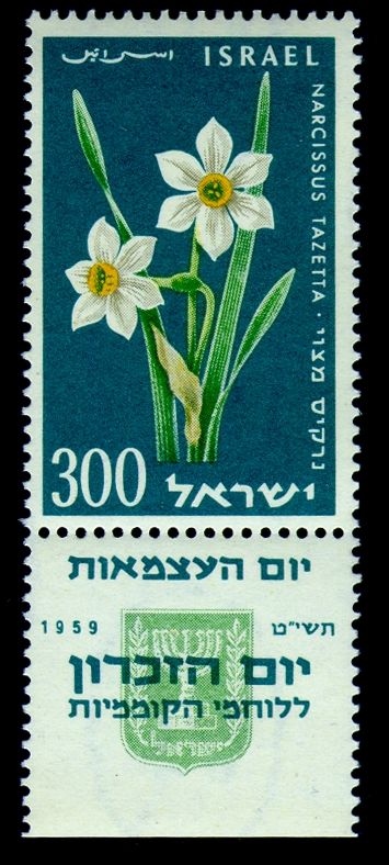 Bunch-flowered Daffodil (Narcissus tazetta)