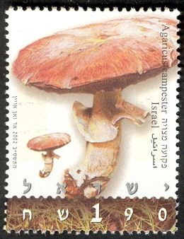 Agaricus campester