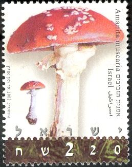Amanita muscaria