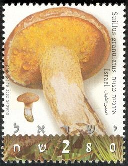 Suillus granulatus