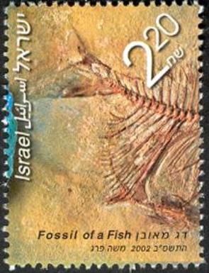 Fish Fossil