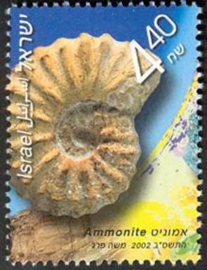 Ammonite