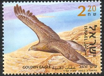 Golden Eagle (Aquila chrysaetos)