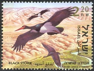 Black Stork (Ciconia nigra)