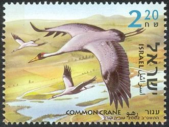 Common crane (Grus grus)